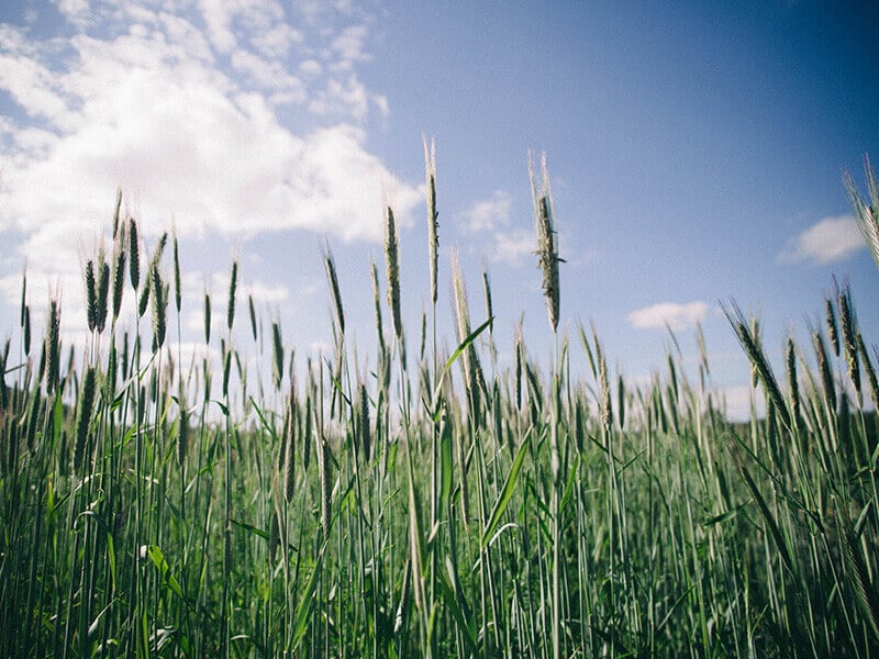 Wild grains