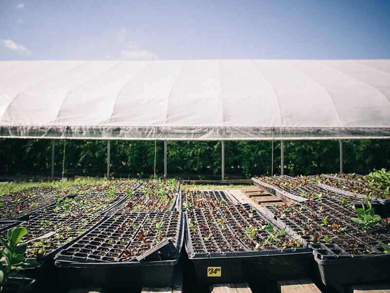 Sprouts and seedlings