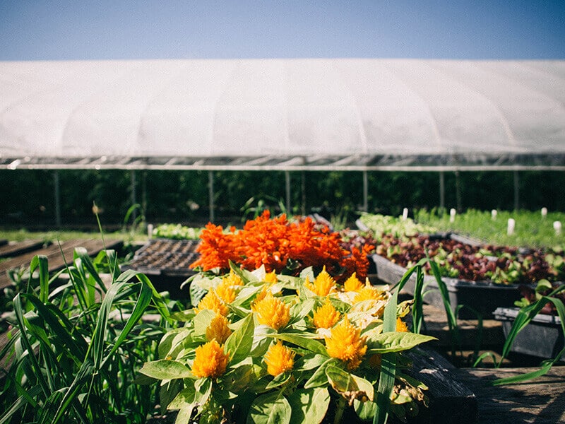 Spring bedding plants