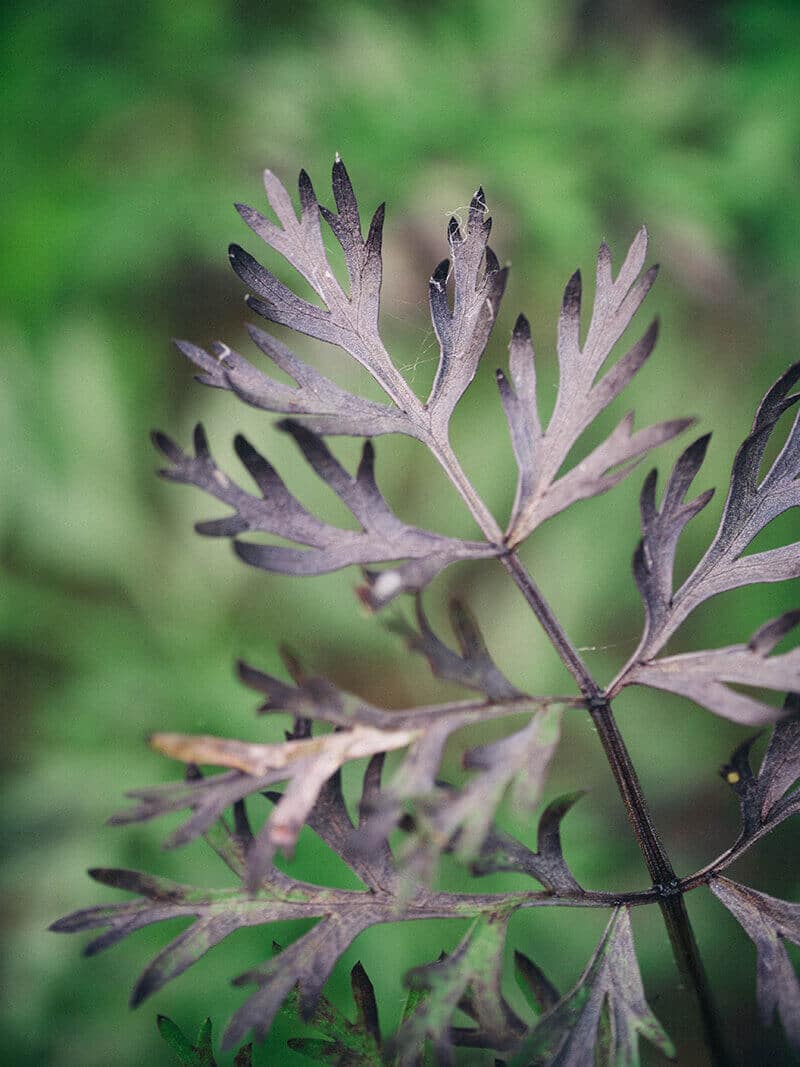 Purple carrot leaves