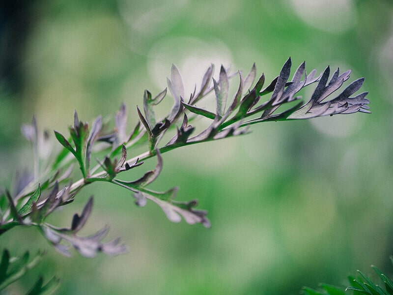 Purple leaves on Pusa Asita carrot
