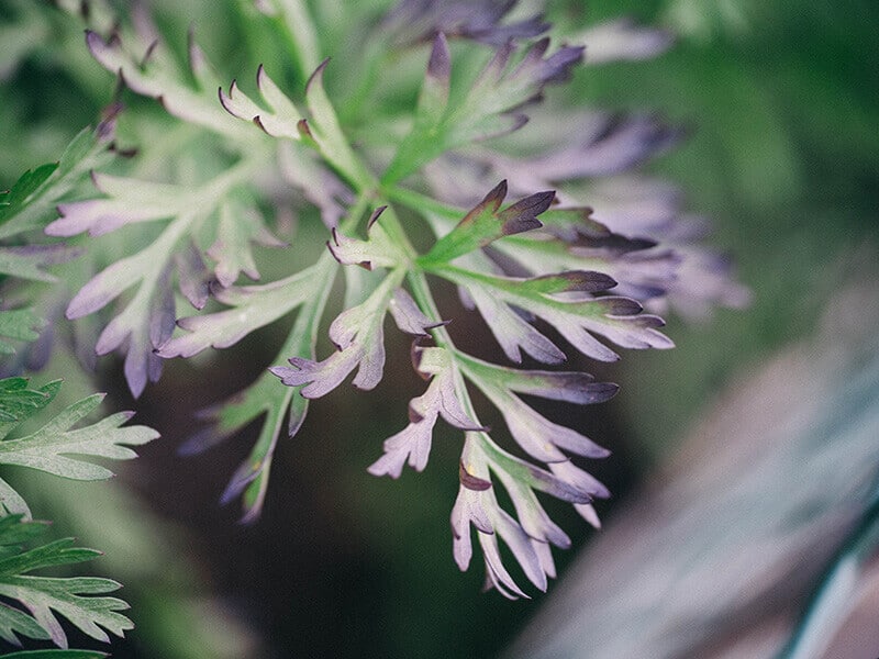 Purple-tinged carrot leaves