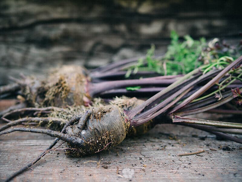 Pusa Asita heirloom carrots