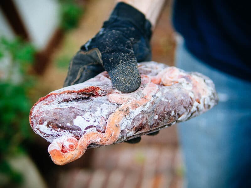 Frozen placenta