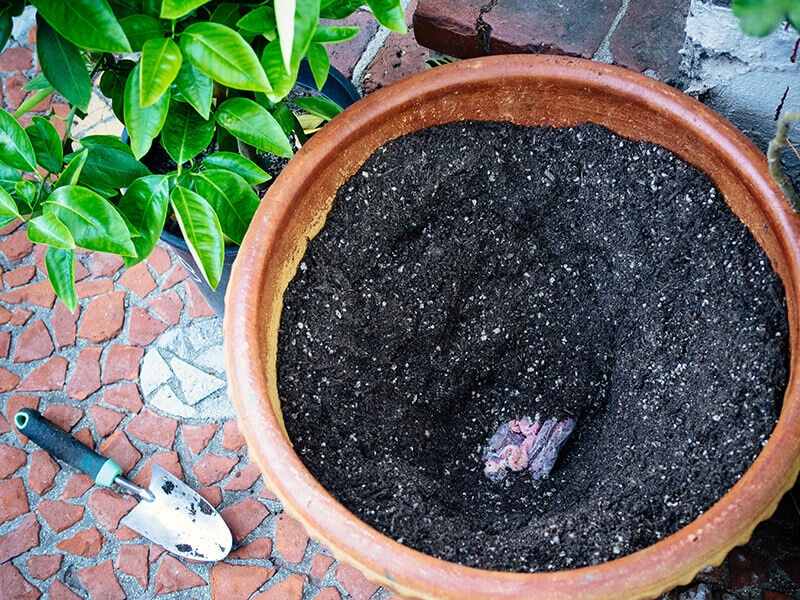 Burying a placenta under an orange tree