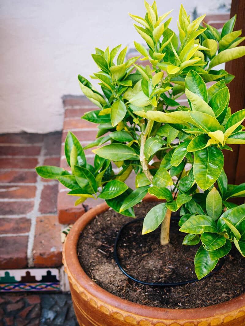 Moro blood orange tree in a container