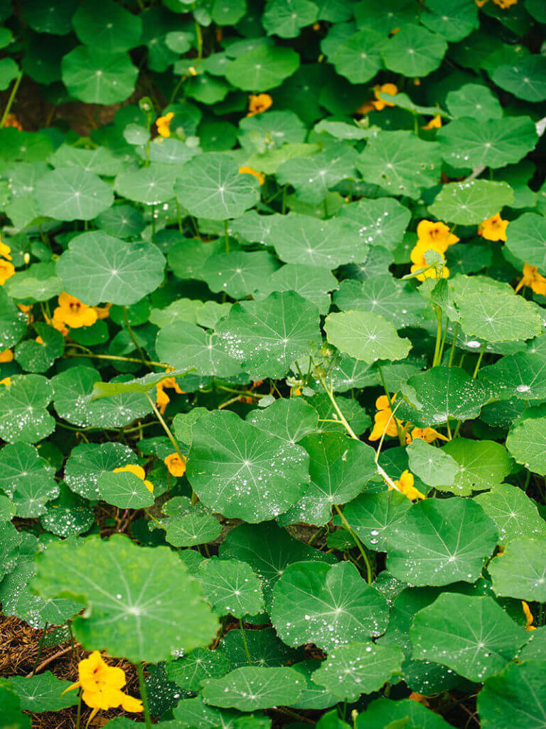 The superhydrophic surface of nasturtium leaves