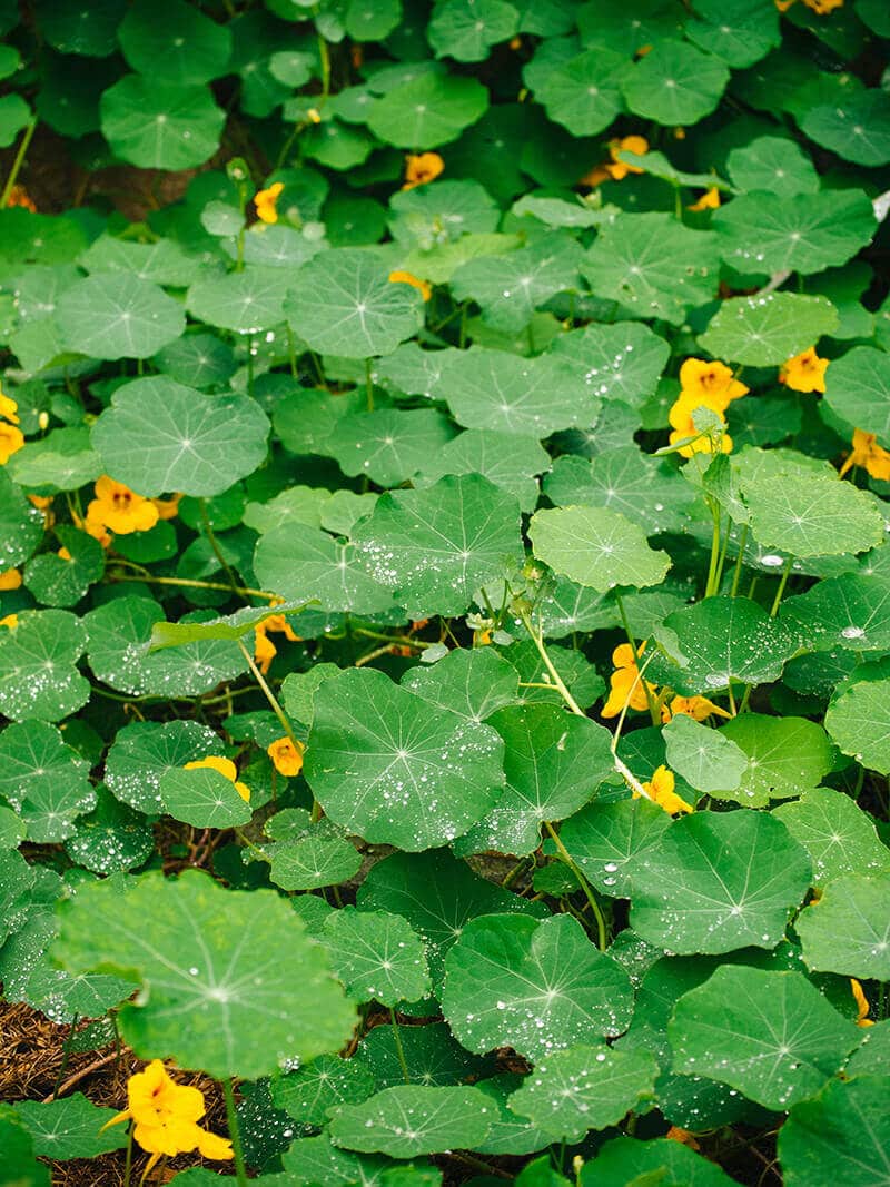 The superhydrophic surface of nasturtium leaves