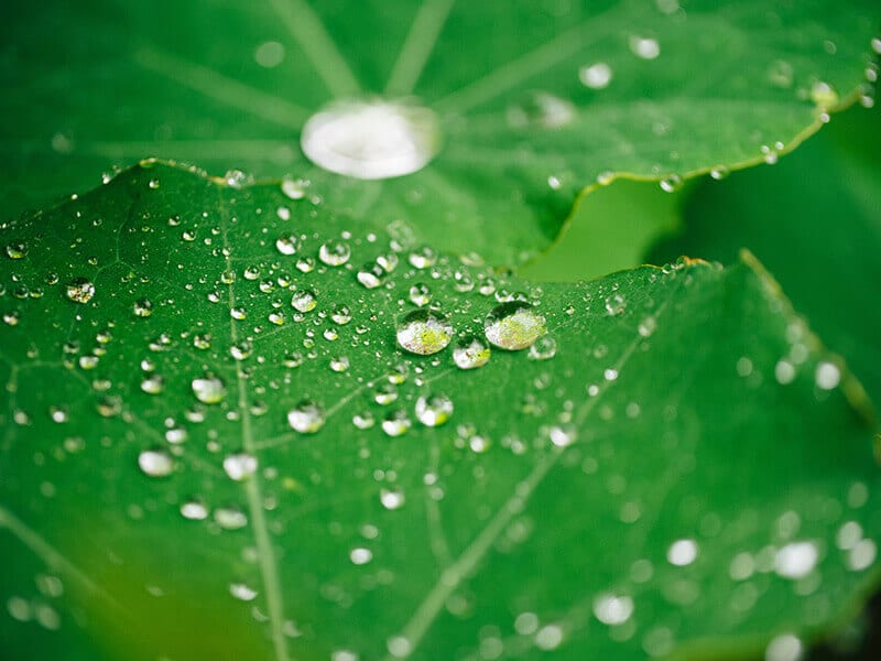 Beads of water on nasturtiums