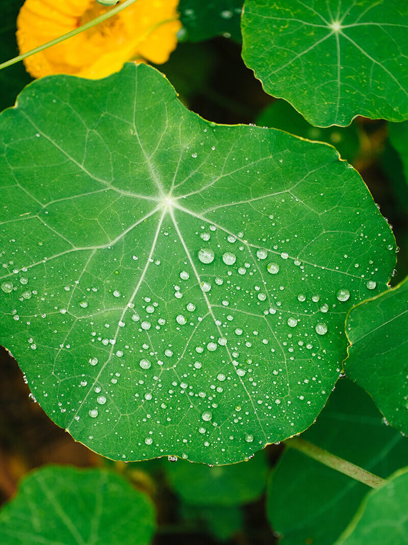 Superhydrophobic surface of nasturtiums