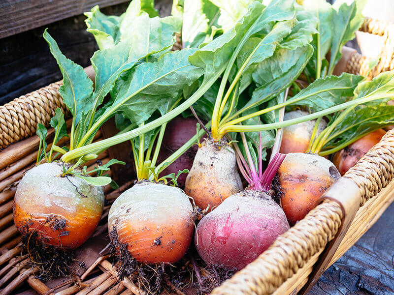Homegrown Chioggia and Golden beets