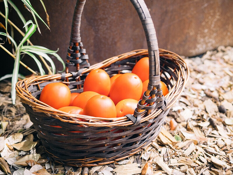 Late summer harvest of plum tomatoes