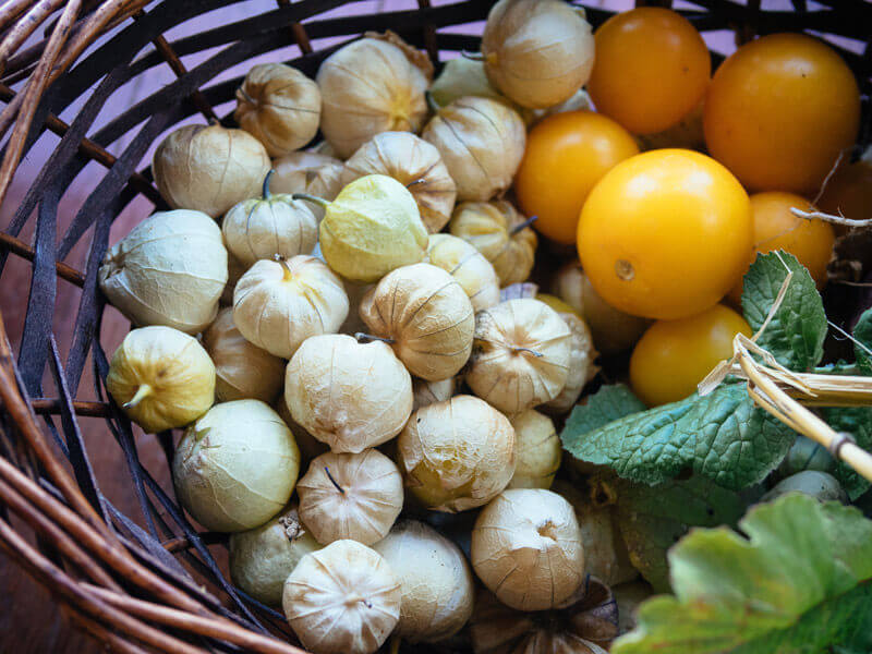 Amarylla tomatillos