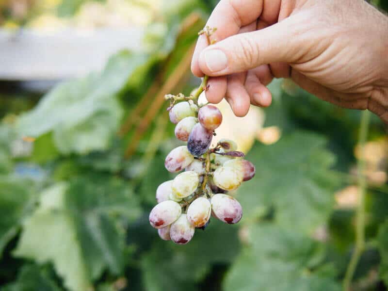 Homegrown grapes