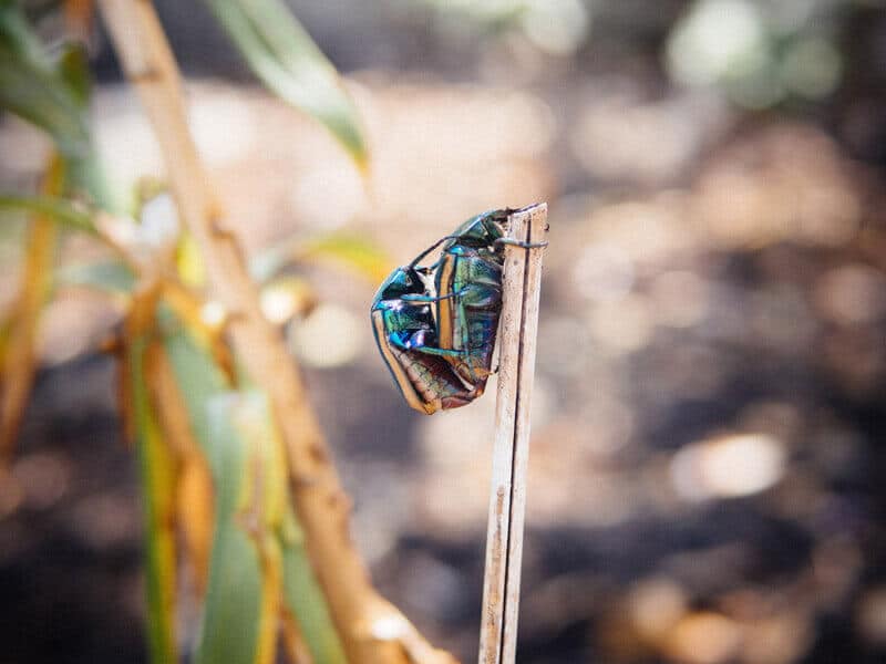 Fig beetles getting busy