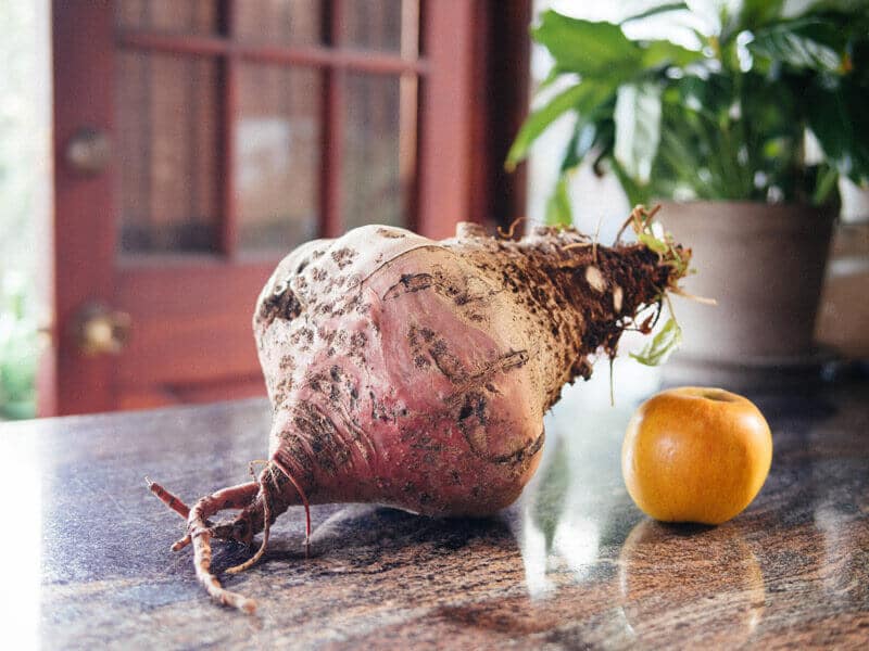 Gargantuan beet