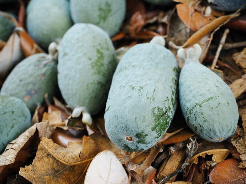 Pineapple-guavas