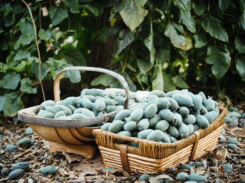 Fall feijoa harvest