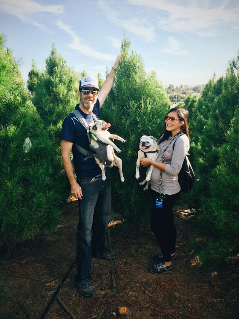 Second year at the Christmas tree farm