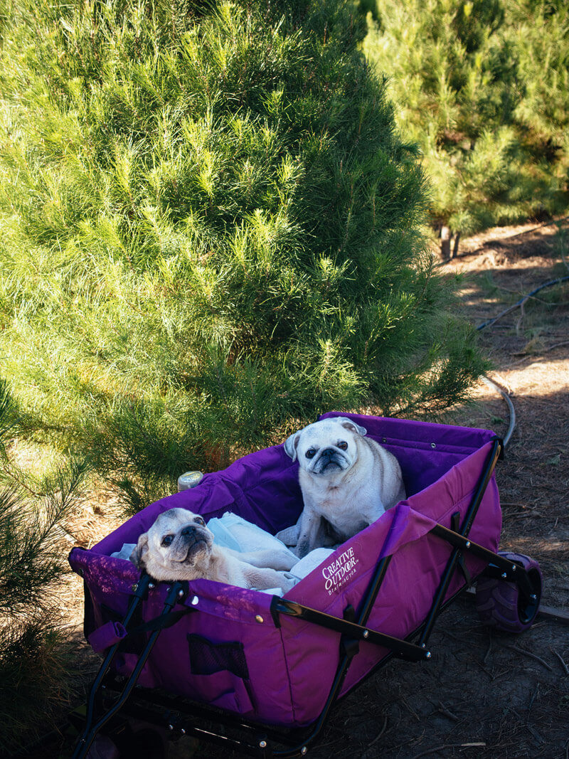 Pugs at the Christmas tree farm