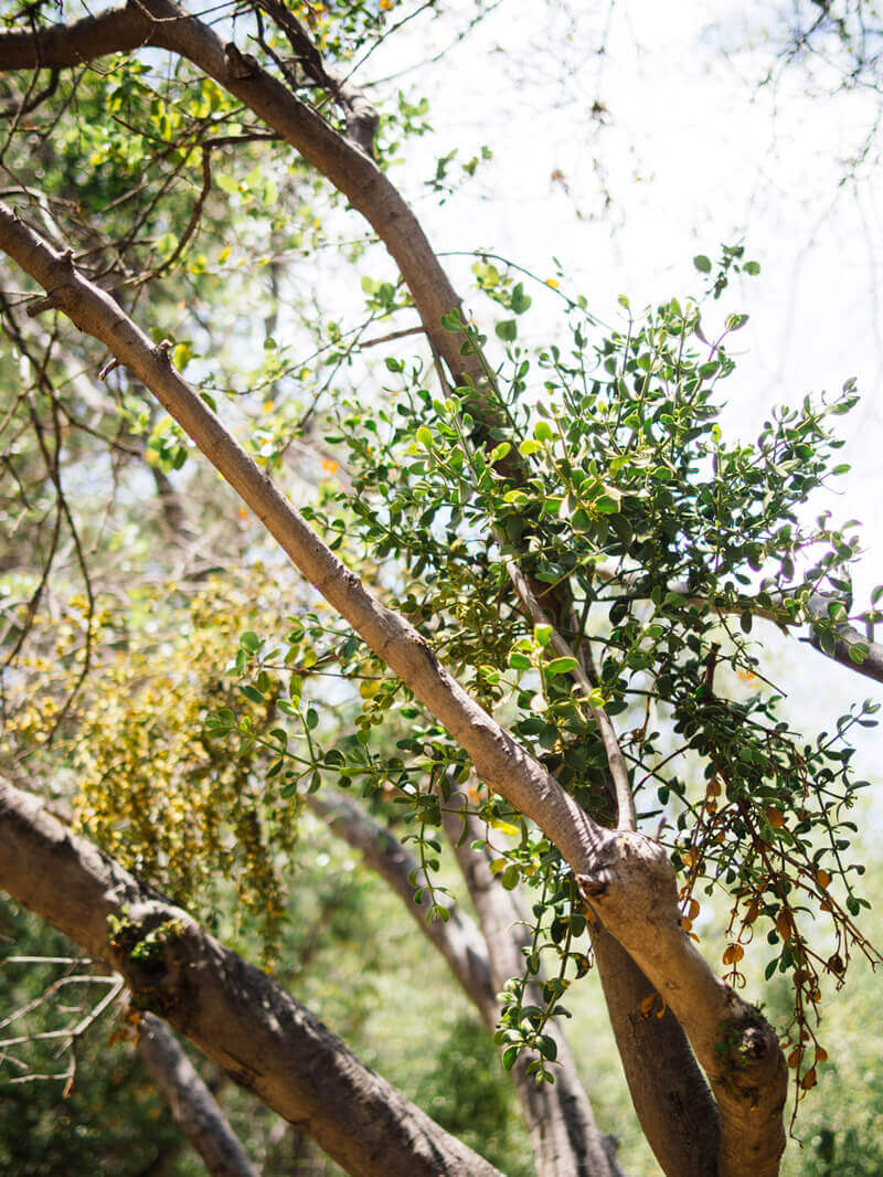 Mistletoe overrunning a host tree
