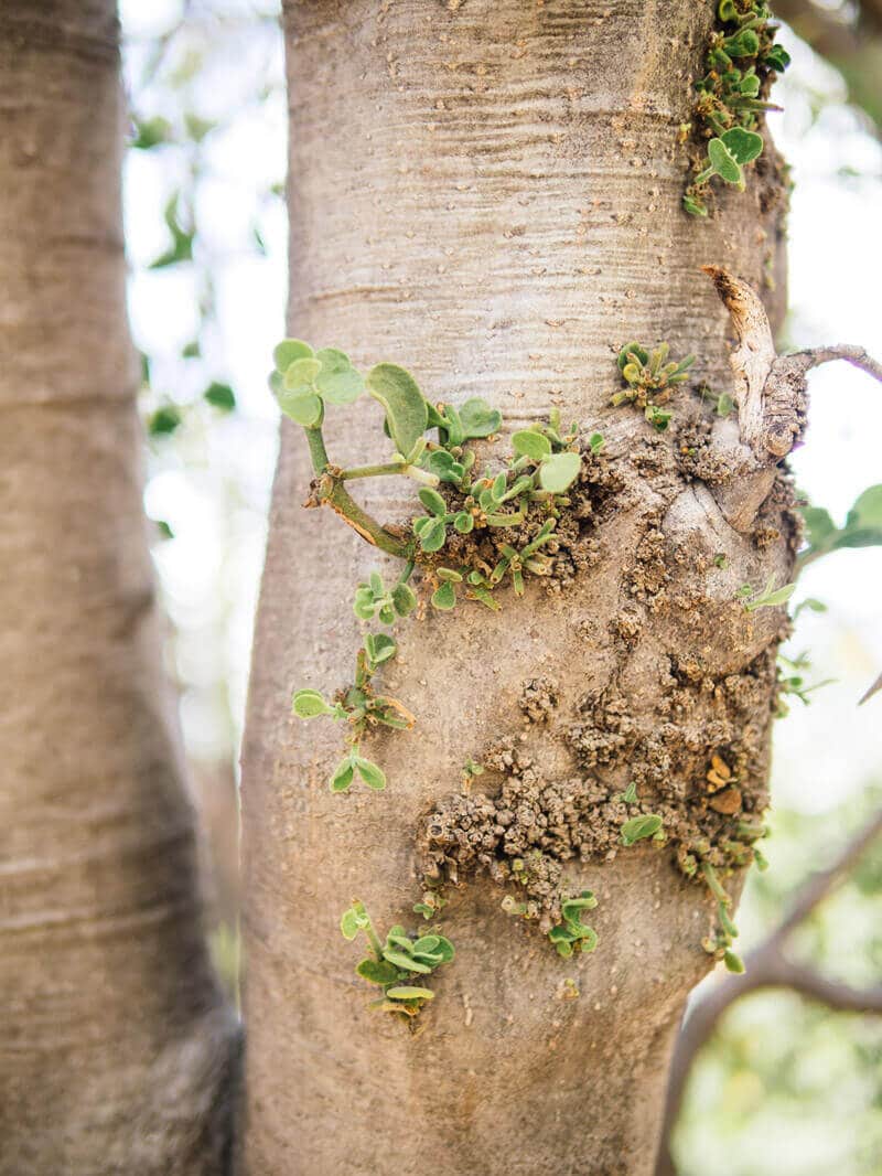 Newly sprouted mistletoe on its host tree