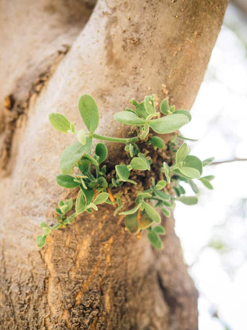 Mistletoe parasitizing an oak tree