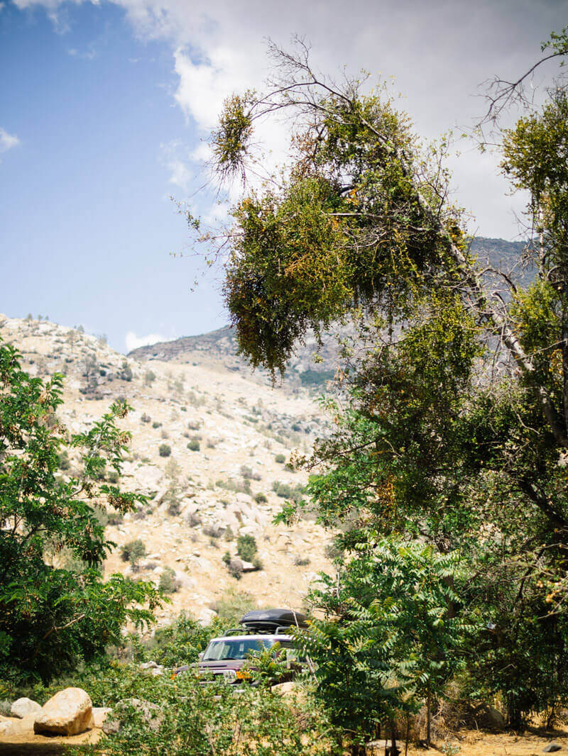 Mistletoe in California's Kern County
