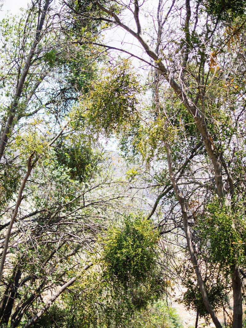 Heavy infestation of oak mistletoe