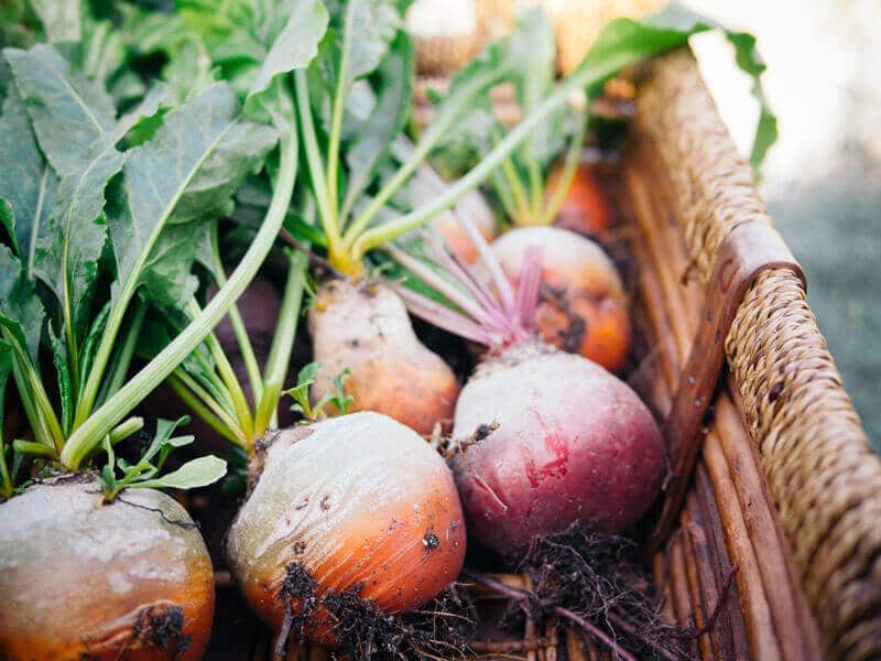 Homegrown beets