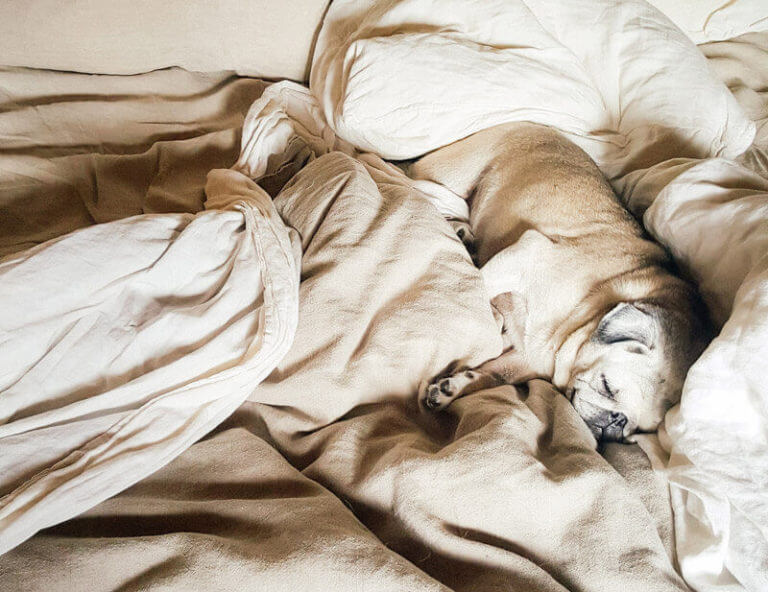 Nestling in bed on a cold day