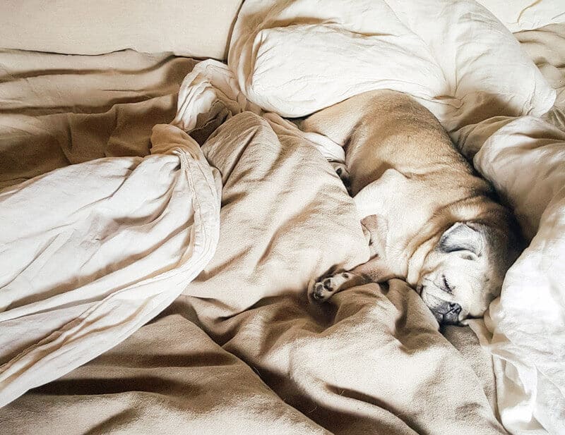 Nestling in bed on a cold day