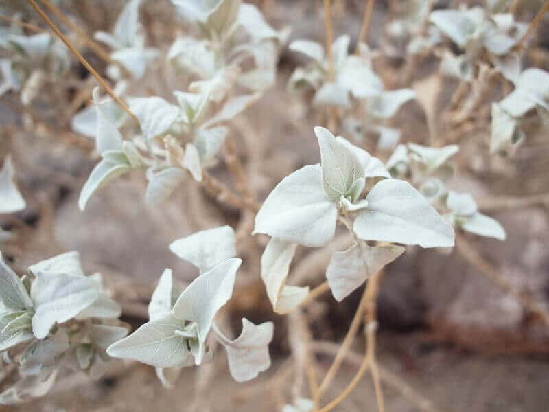 Desert sage
