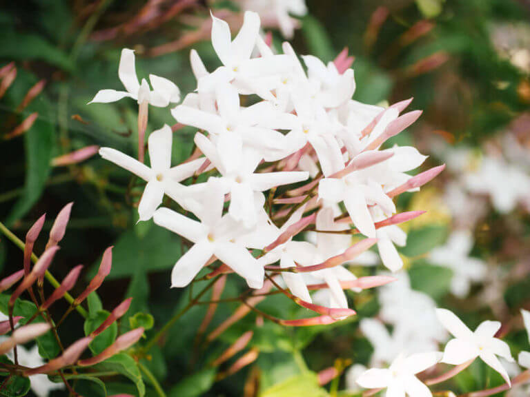 Welcome to the all-new Garden Betty!