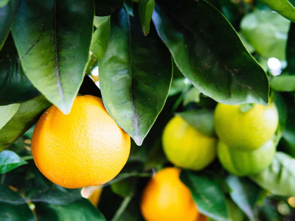 Valencia oranges
