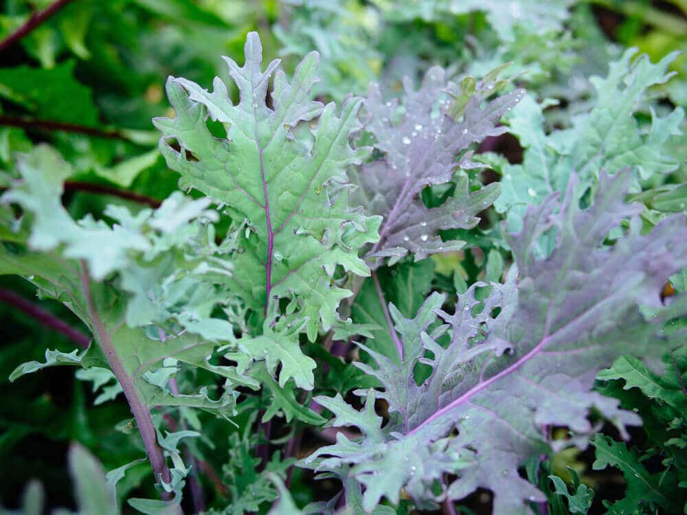 Russian kale