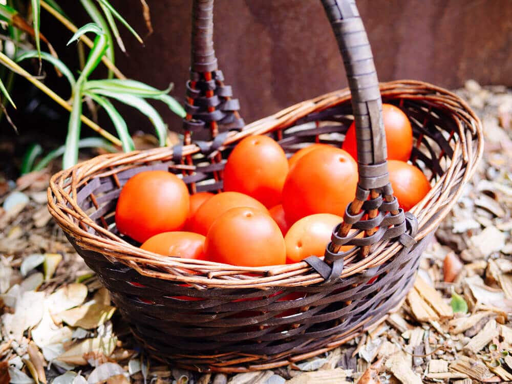 Plum tomatoes