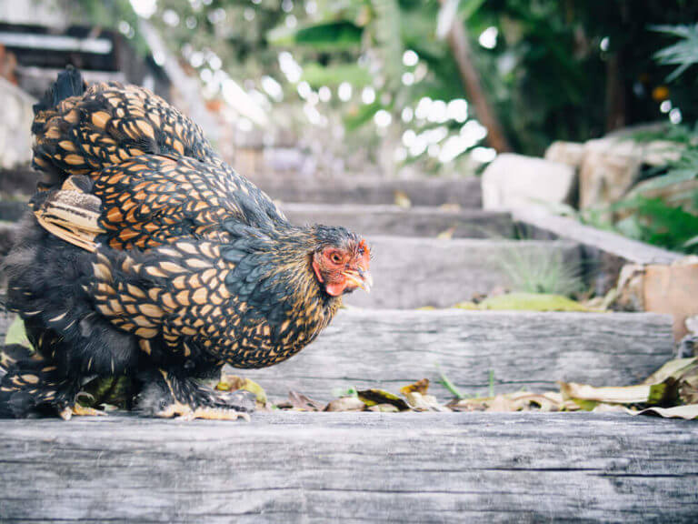 A sad update from the chicken coop