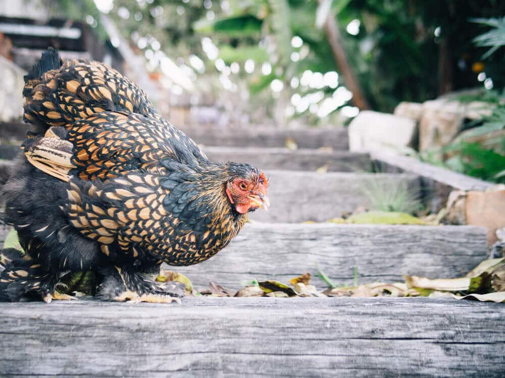 A sad update from the chicken coop