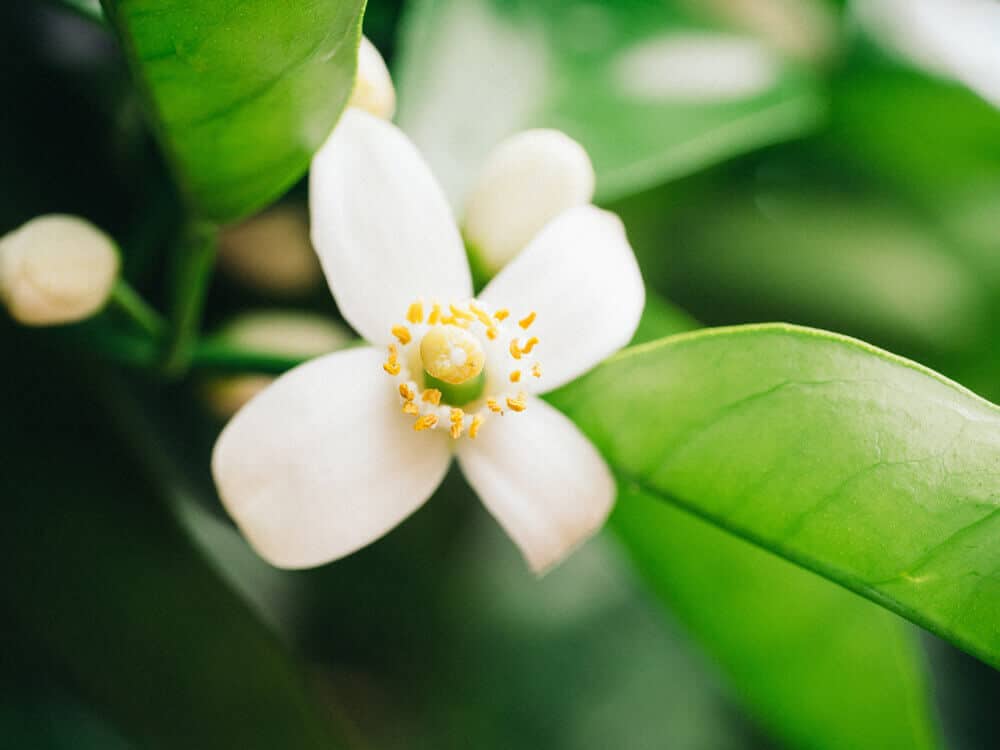Orange blossom