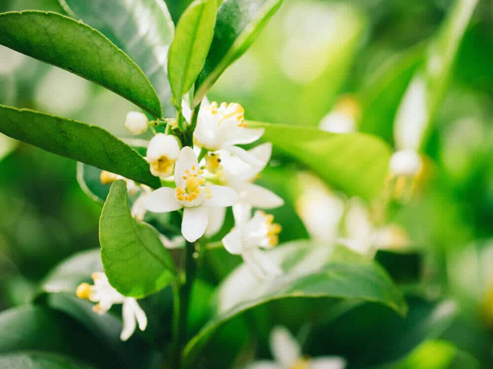 Mandarin blossoms