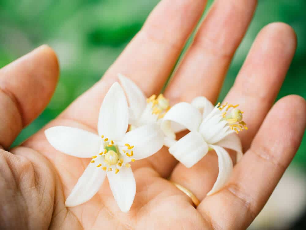 Citrus blossoms in spring