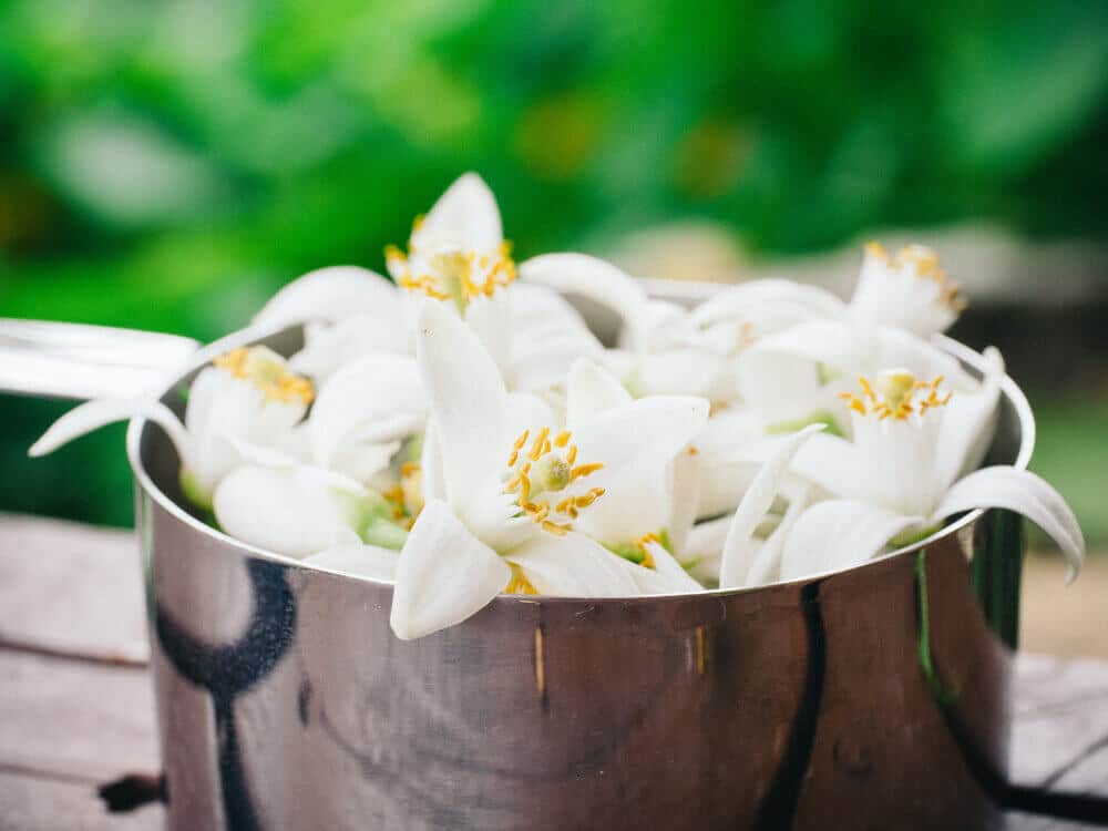Homegrown orange blossoms