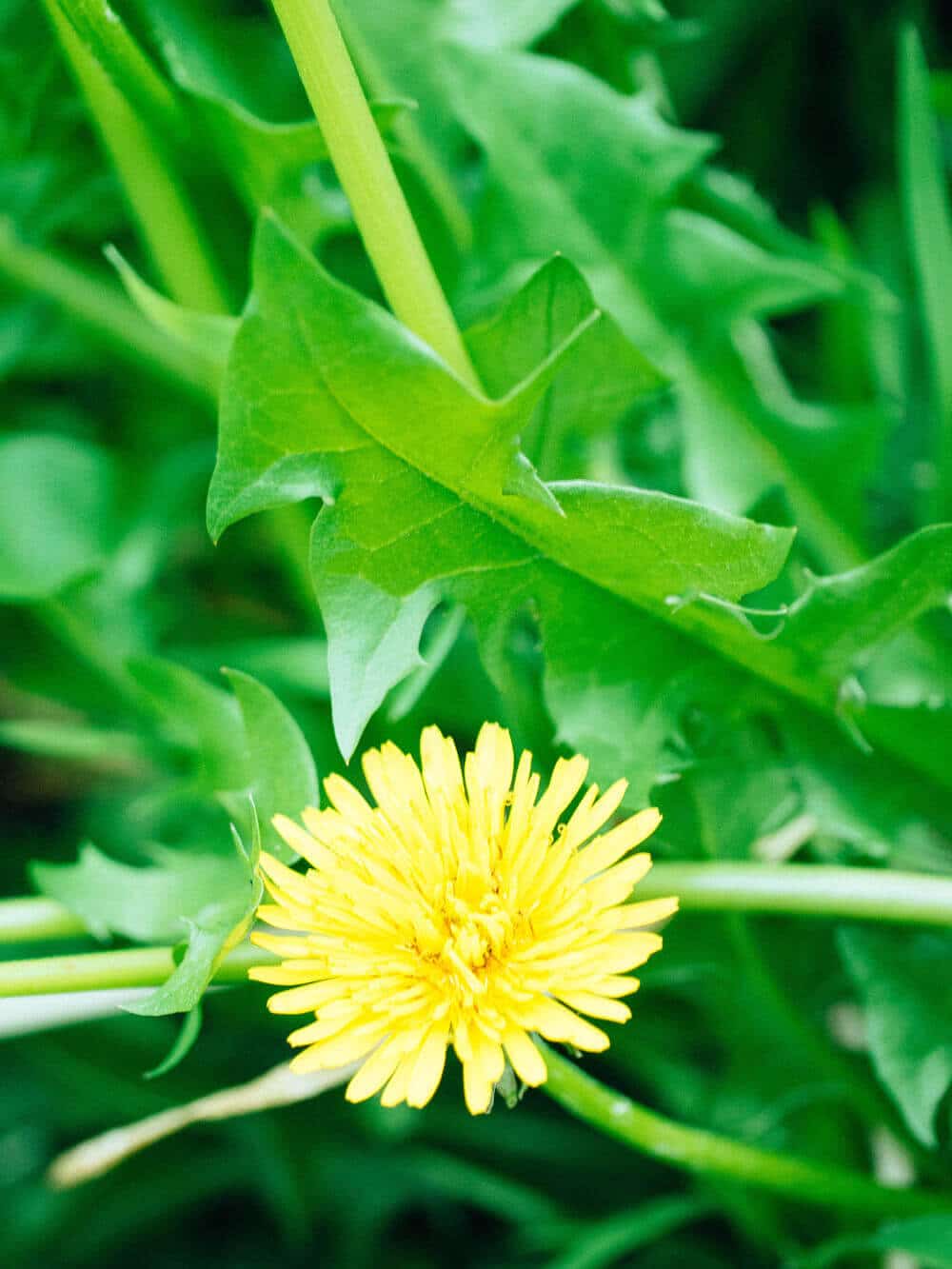Dandelions add color to the drab landscape of early spring