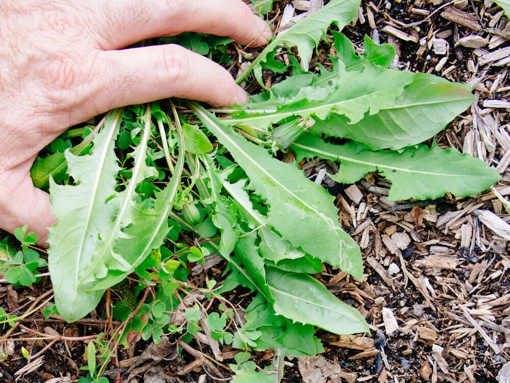 Dandelions aerate and condition stressed soil