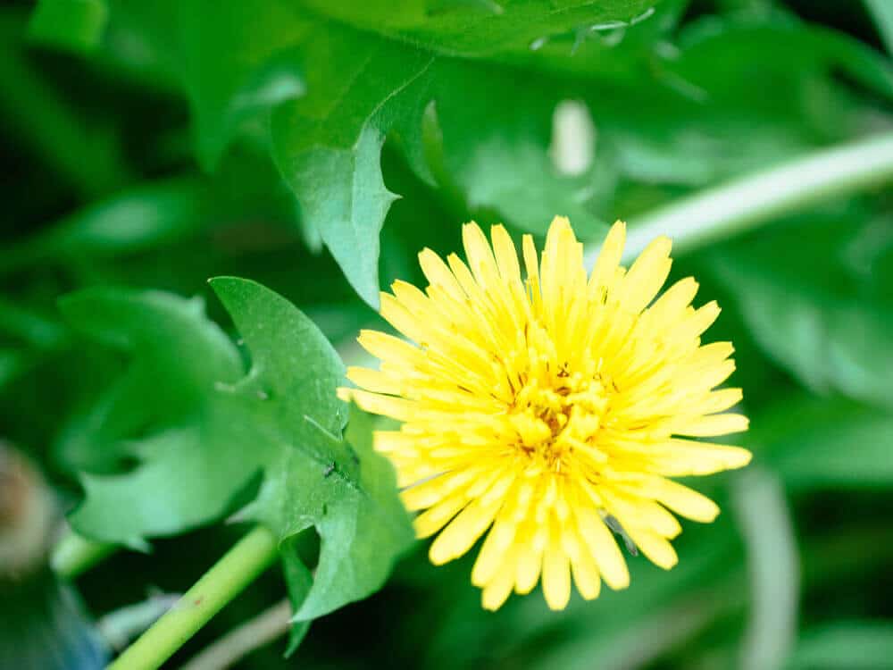 Dandelions are edible from root to flower