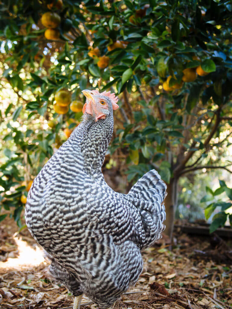 Rest in peace, my beautiful Kimora