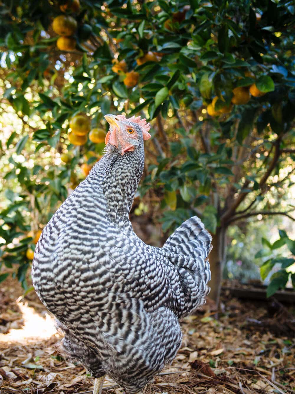 Rest in peace, my beautiful Kimora