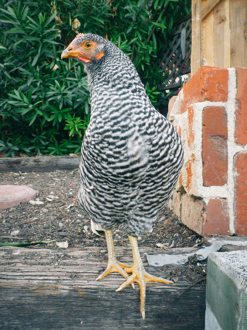 Kimora as a pullet