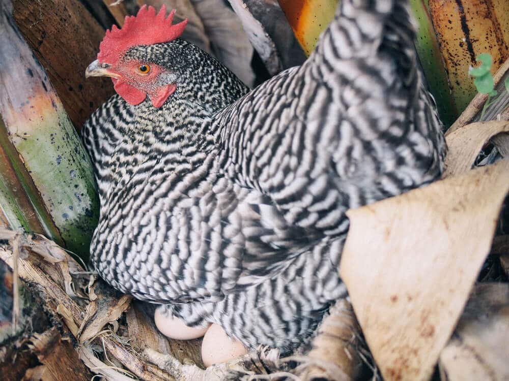 Kimora sitting on a clutch of eggs